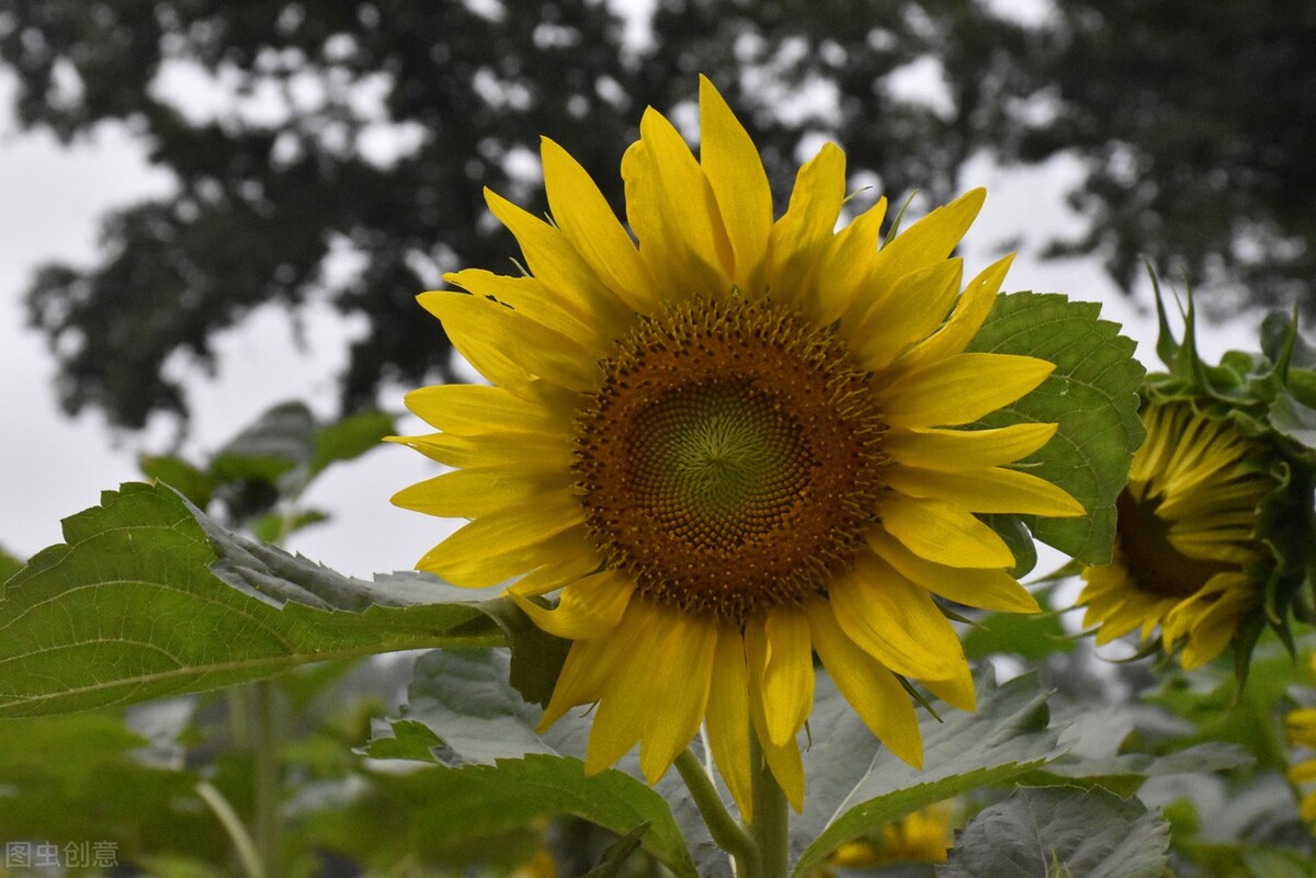 向日葵为什么总是向着阳,向日葵朝着太阳的原因