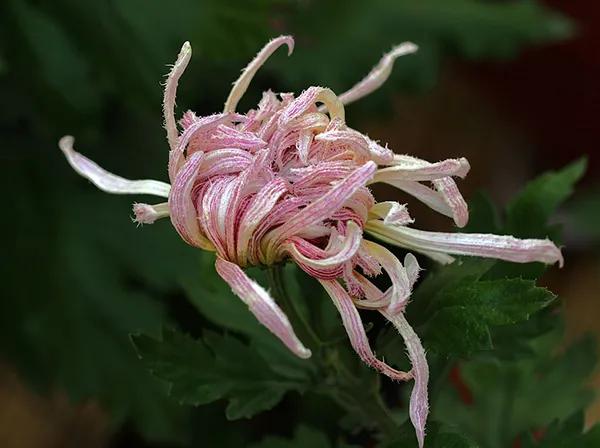 喜欢菊花有啥说法吗,喜欢菊花的人多吗