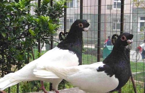 慈禧最爱的豌豆黄,慈禧最爱什么东西