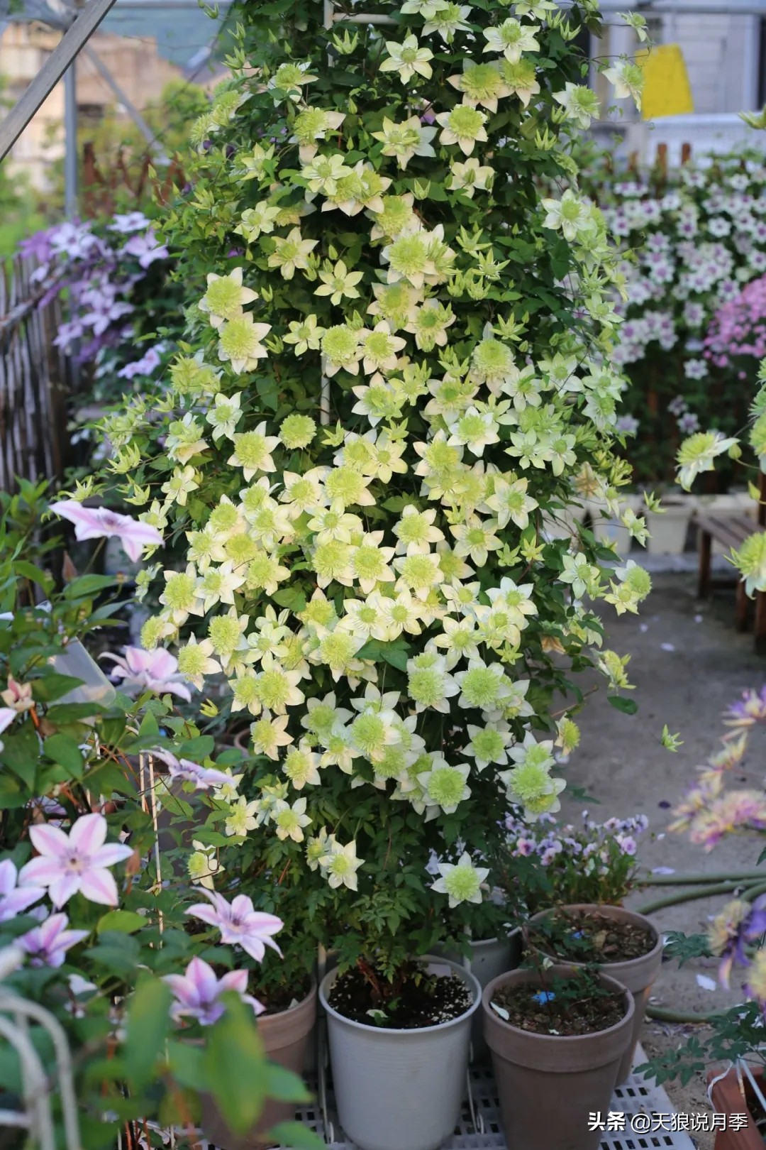 别人做梦都想要的花墙，他早就用铁线莲实现了