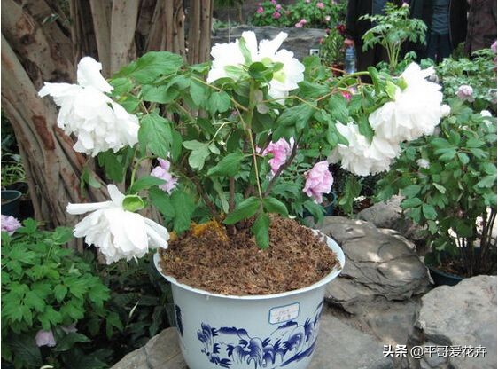 牡丹叶片萎蔫？都是这“4个方面”惹的锅，及时补救还来得及