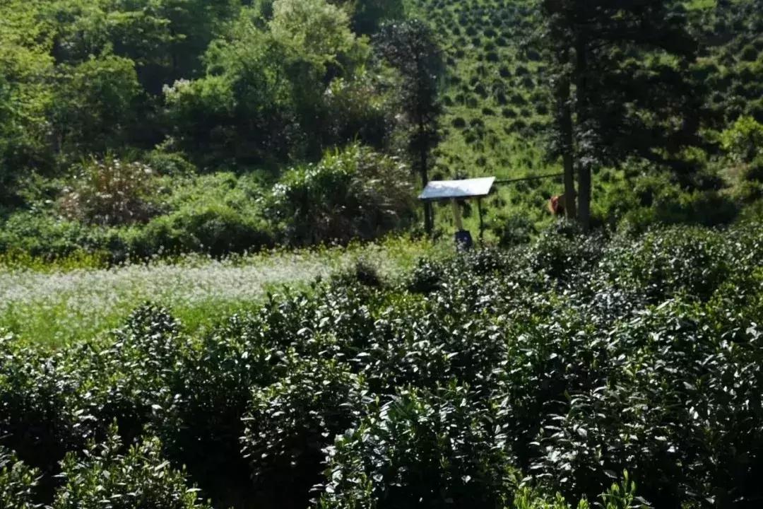 一个爱茶之人不能不去的地方,爱茶之人必去的九大茶区