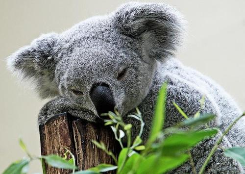 澳大利亚冷知识，独特的动物，你知道几个？