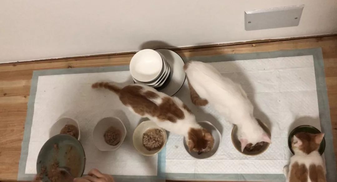 猫咪黑下巴红霉素和凡士林用多少,猫咪总是流棕色眼泪还有点黑下巴