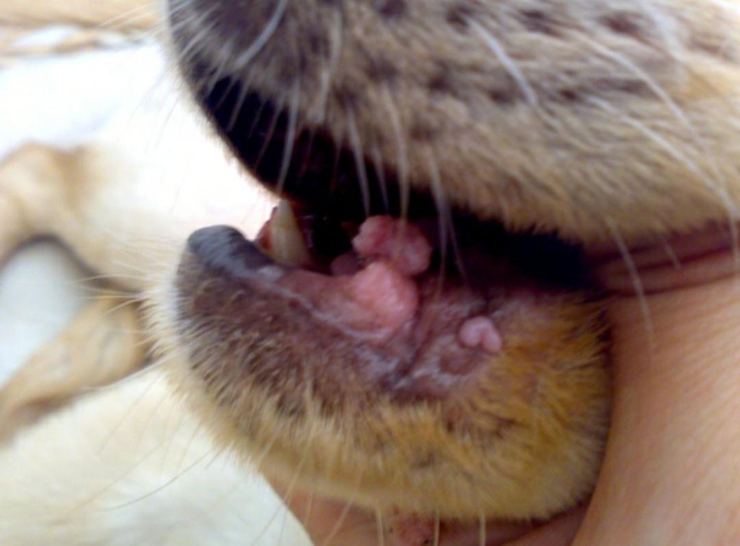 狗狗口炎特效药,狗狗口炎阿莫西林克拉维酸钾