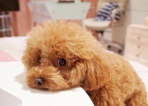 狗仗人势的真实原因,泰迪犬的这7种表现