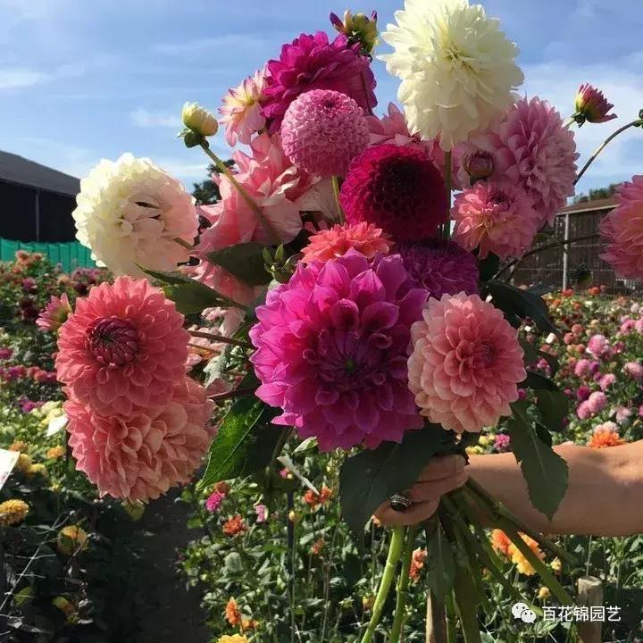 小丽花怎么盆栽,小丽花春季花期烂根怎么办