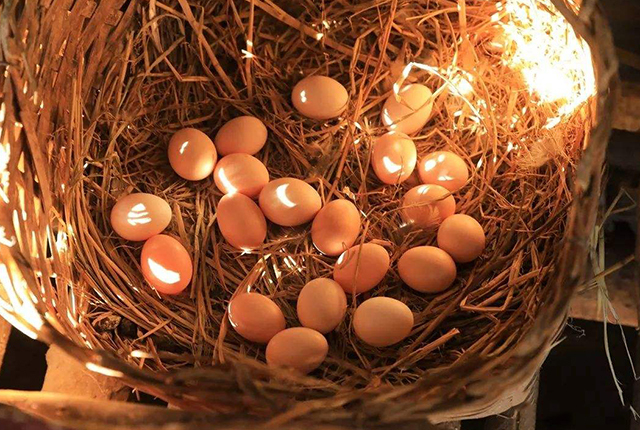 怎样不使母鸡抱窝,怎么让母鸡秋天抱窝最有效