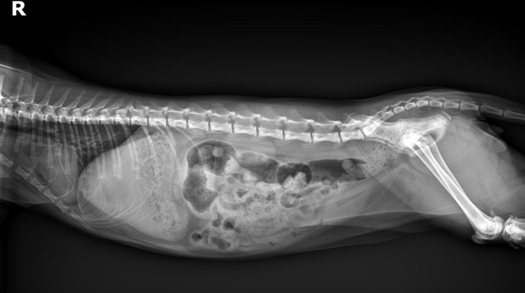 猫咪患ibd慢性肠炎怎么治疗,猫咪肠胃炎之后总是软便怎么调理