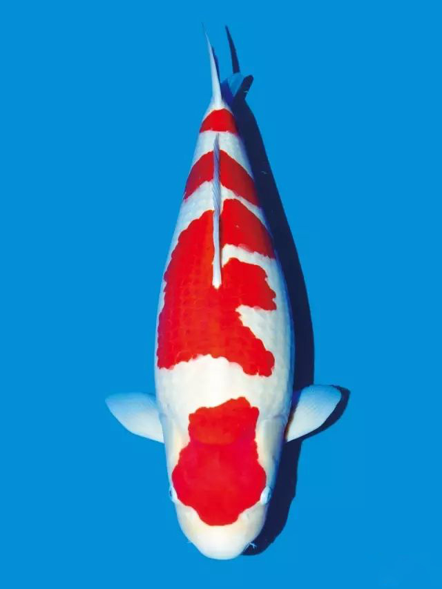 锦鲤沉底不吃食什么原因,锦鲤快速游动又蹭缸怎么回事