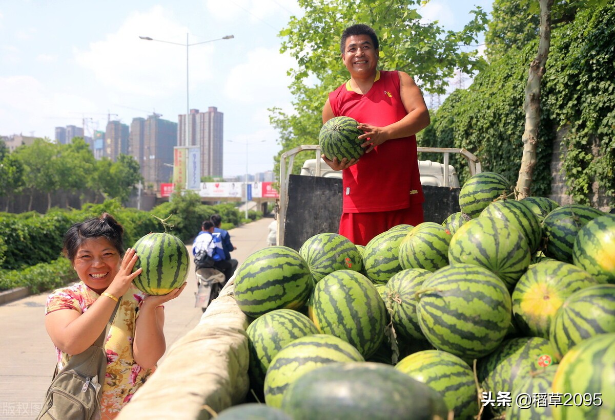 吃西瓜我是认真的更是专注的,吃瓜的最佳挑瓜方法