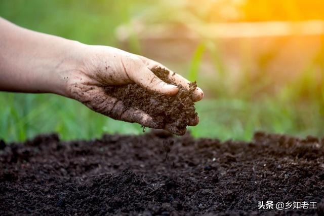 作物缺钼失绿怎么办,瓜类缺钼症的症状