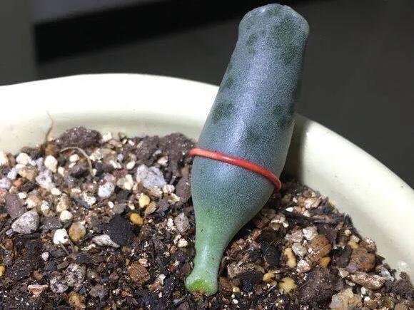 养了8年的多肉海豹,曾经的小海豹