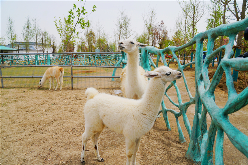我和宿州有个约会，一场花事，一次慢旅行，探寻最烟火的宿州味道