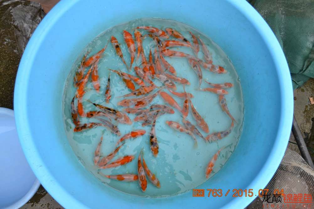 锦鲤苗成长,日本锦鲤水花苗成长