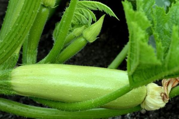 西葫芦怎么种植才能结多果,种植西葫芦到收瓜全过程