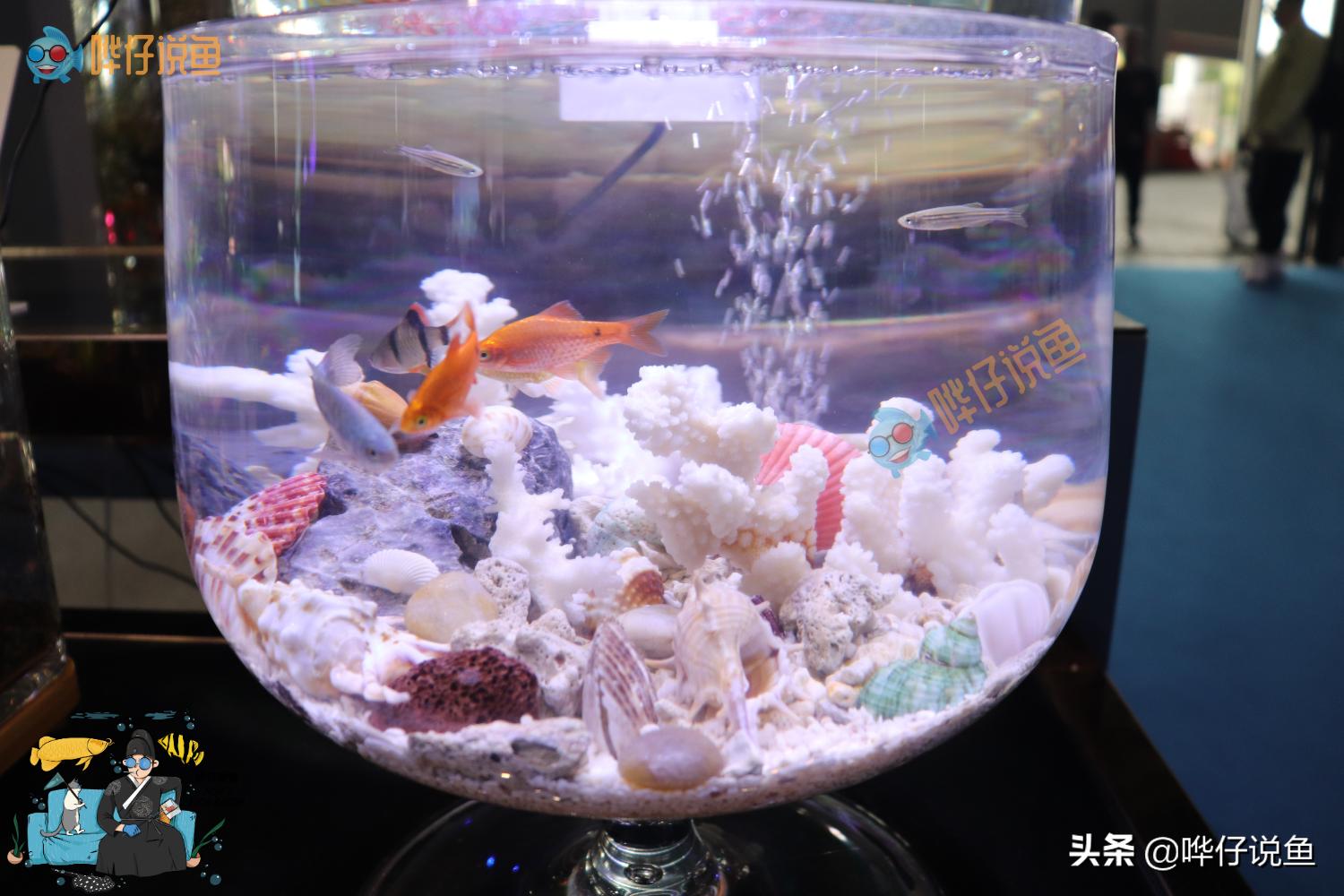 圆形鱼缸对鱼残忍吗,圆形鱼缸适合养什么鱼