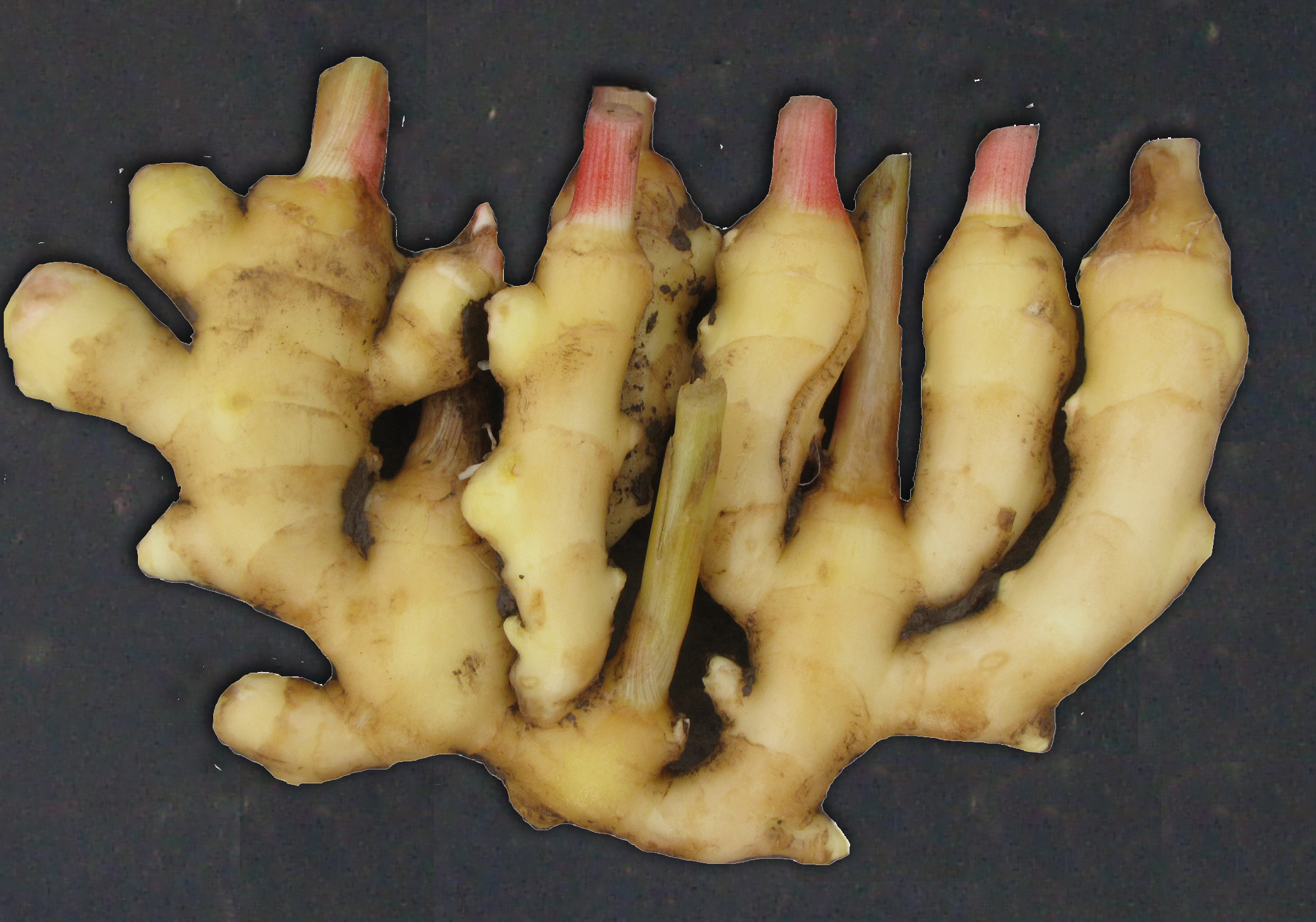 生姜生长周期达到多久适合做姜种,要种生姜的小技巧