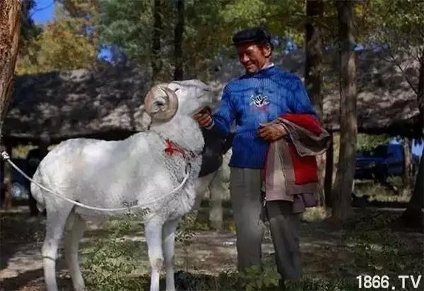 最厉害的10种羊,最好的种羊是什么品种呢