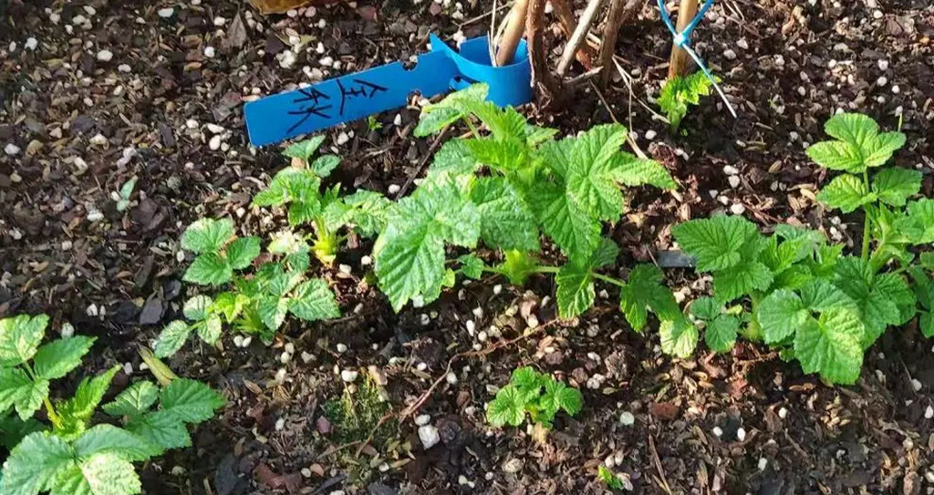 双季树莓和四季树莓,北方双季树莓