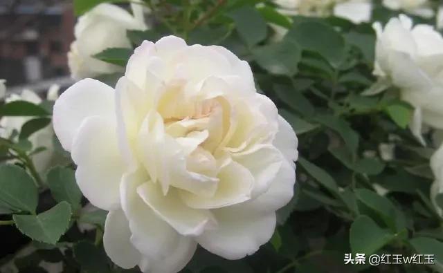 云南抗疫律诗选 (湖北抗疫七律诗)