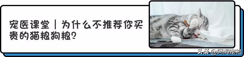 上班族怎么让猫白天活动夜晚休息,上班后怎么缓解猫的孤独