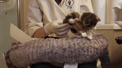 如果捡到小奶猫怎么办,捡到小奶猫要怎么处理