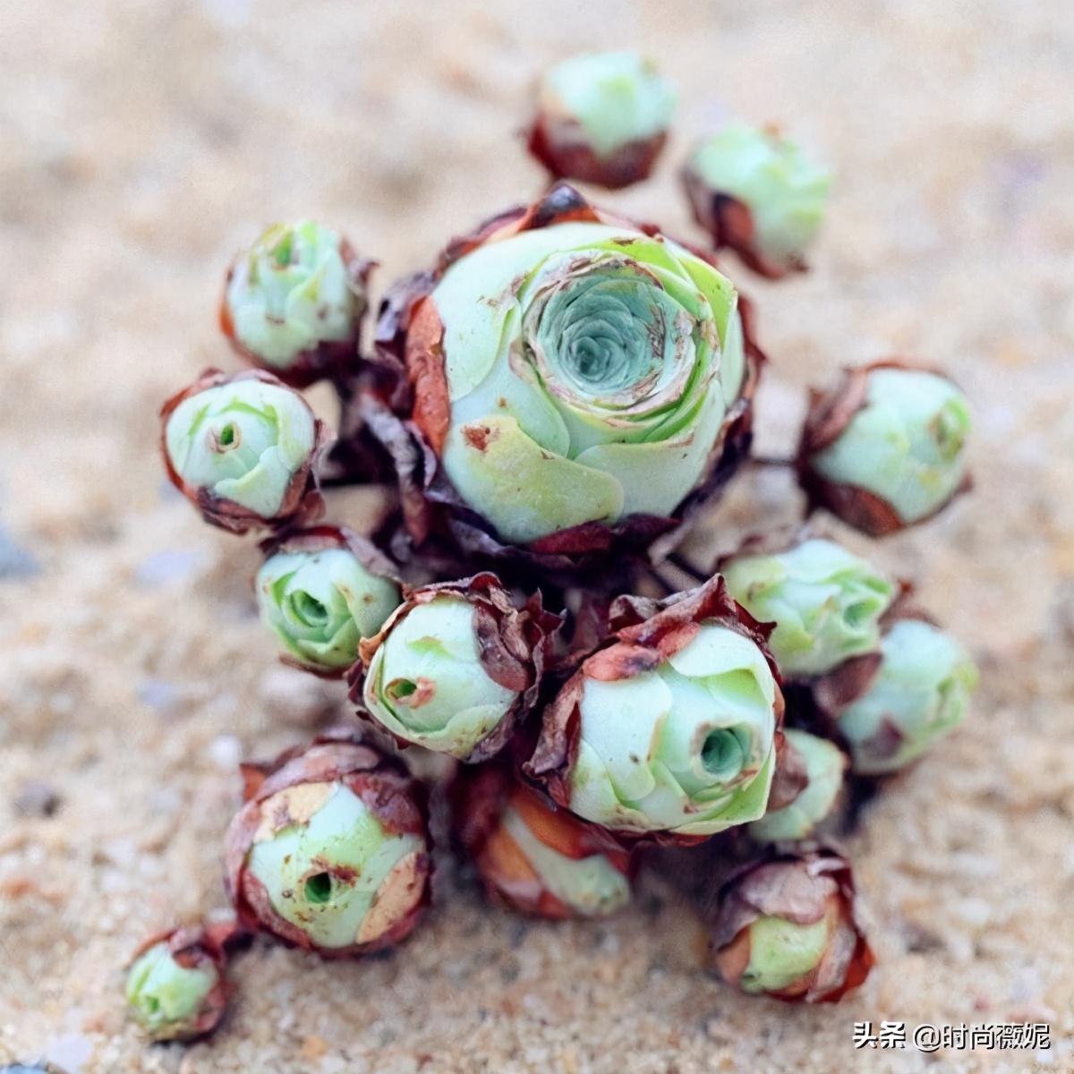 生石花扒皮好还是蜕皮好,生石花蜕皮的正确方法