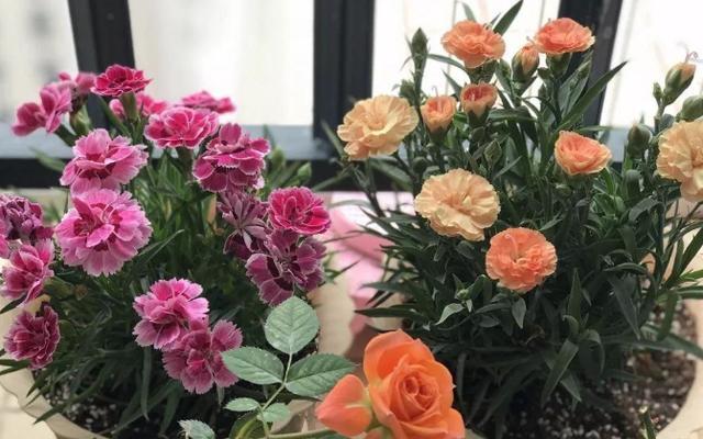 怎么养能让康乃馨快速开花,康乃馨花苞到家怎么放花盆里