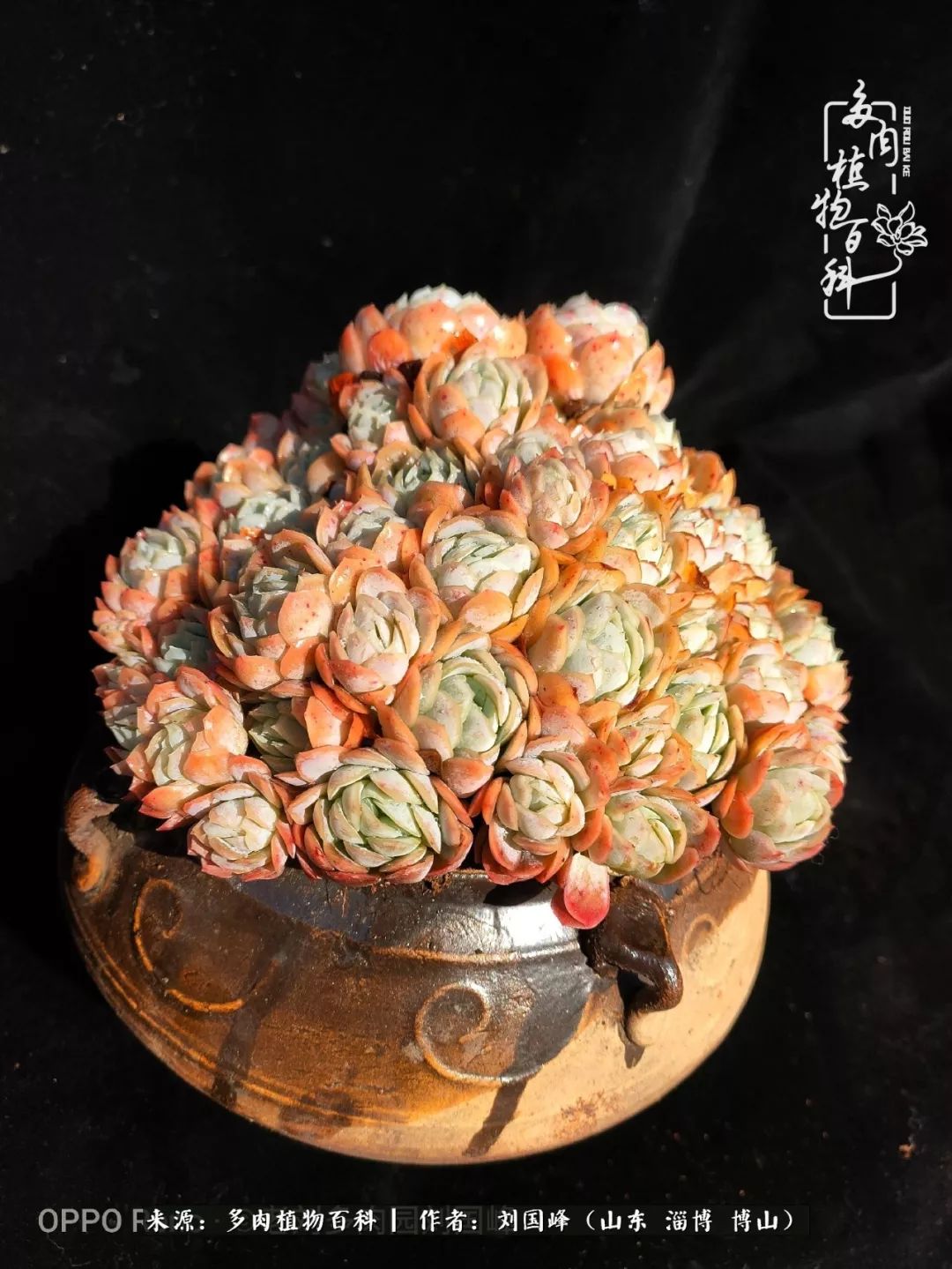 冬季室温20度以上多肉怎么养,贵的不一定就是好的便宜的