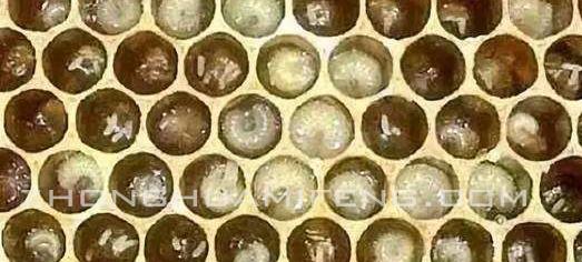 中蜂最好的饲养模式,中蜂管理技术大全