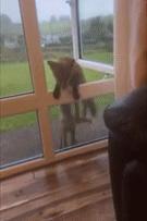 一只狐狸被收养,狐狸和狗能够繁育后代吗