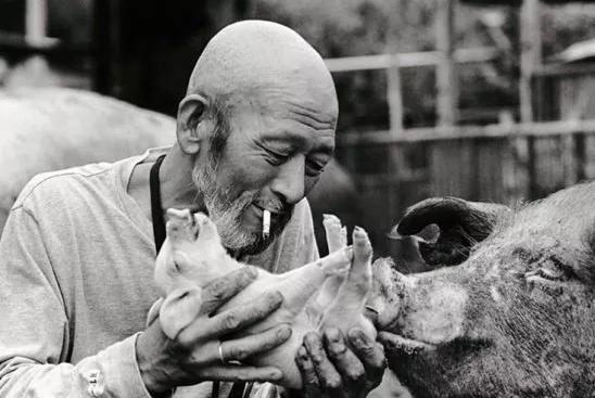 老猪喂猪的正确方法,几个实用的治猪病偏方