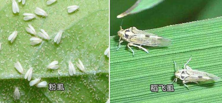 呋虫胺打蚜虫怎么样,呋虫胺对蚜虫红蜘蛛有效果吗