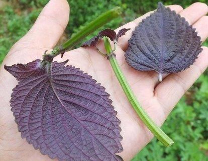 紫苏卖的很贵，它有何营养价值，如何种植？