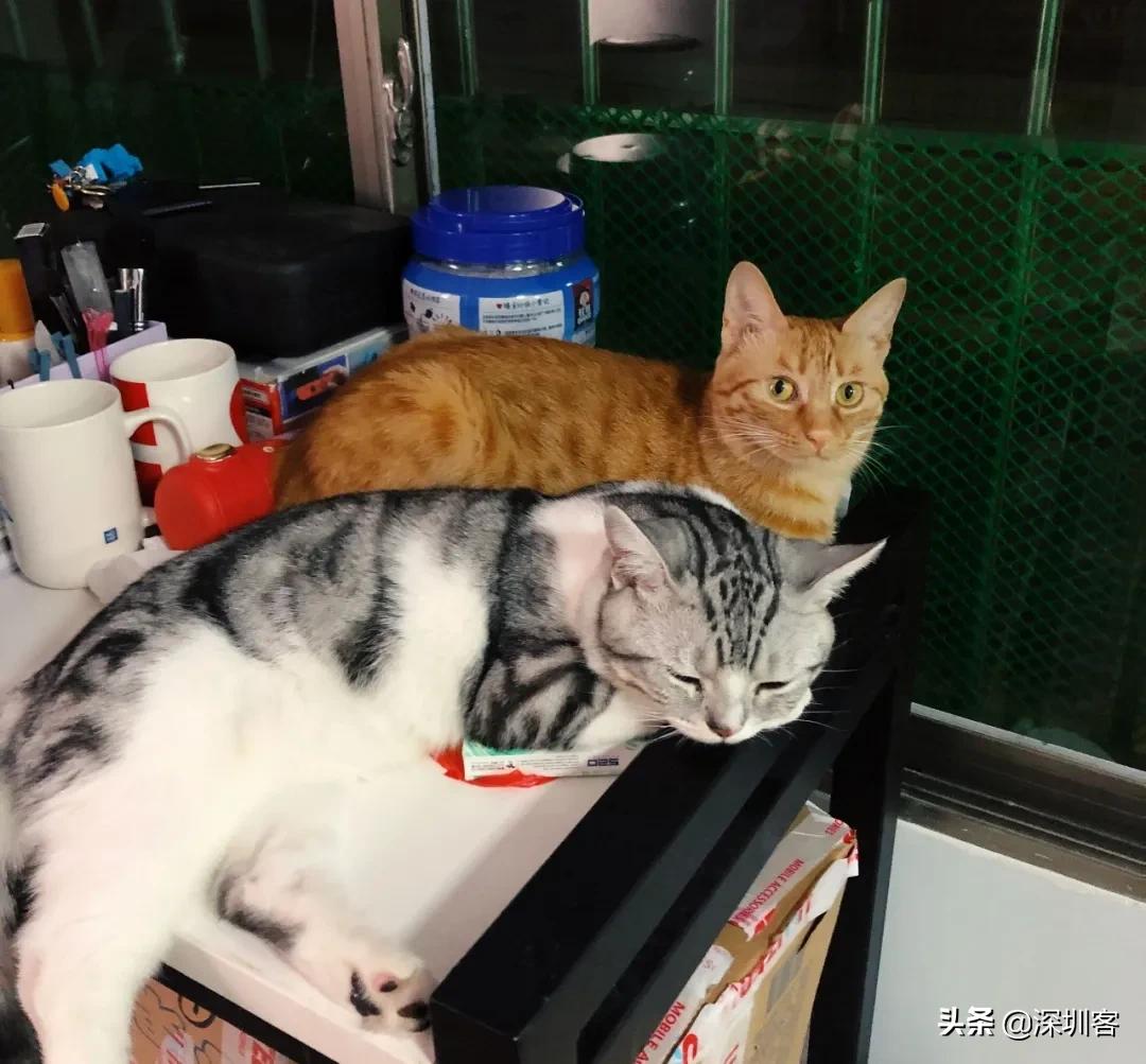 深圳猫市,深圳猫