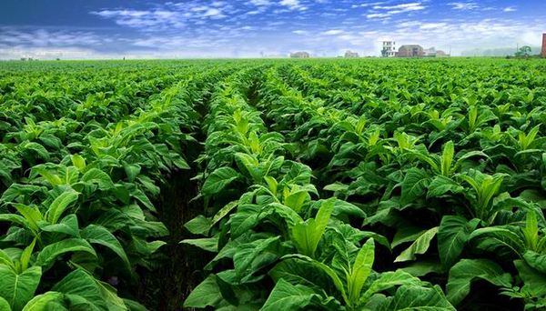 生产队种烟,生产队时代农民