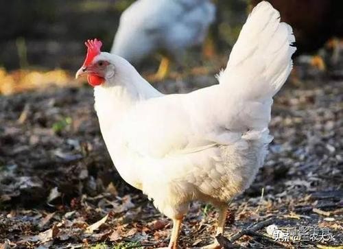 你知道鸡为什么会飞,你知道鸡为什么会抱窝吗