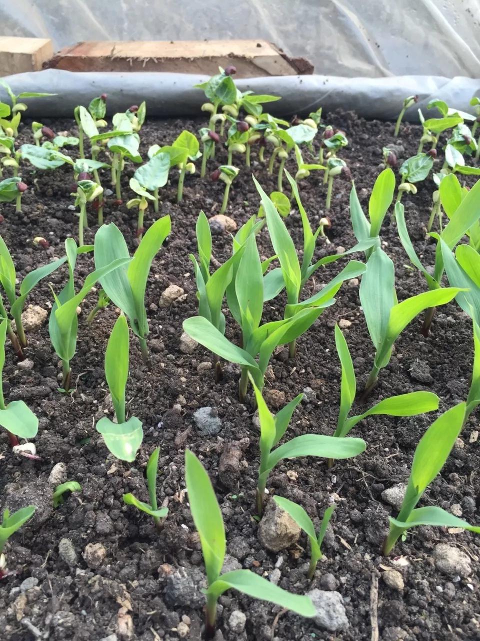 建一座完全不打药的生态花园,所有生命在这里和谐共处,值得收藏