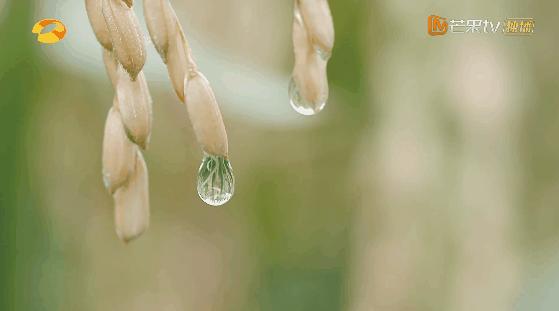 澳牧随知盘中餐,澳牧谁知盘中餐澳牧