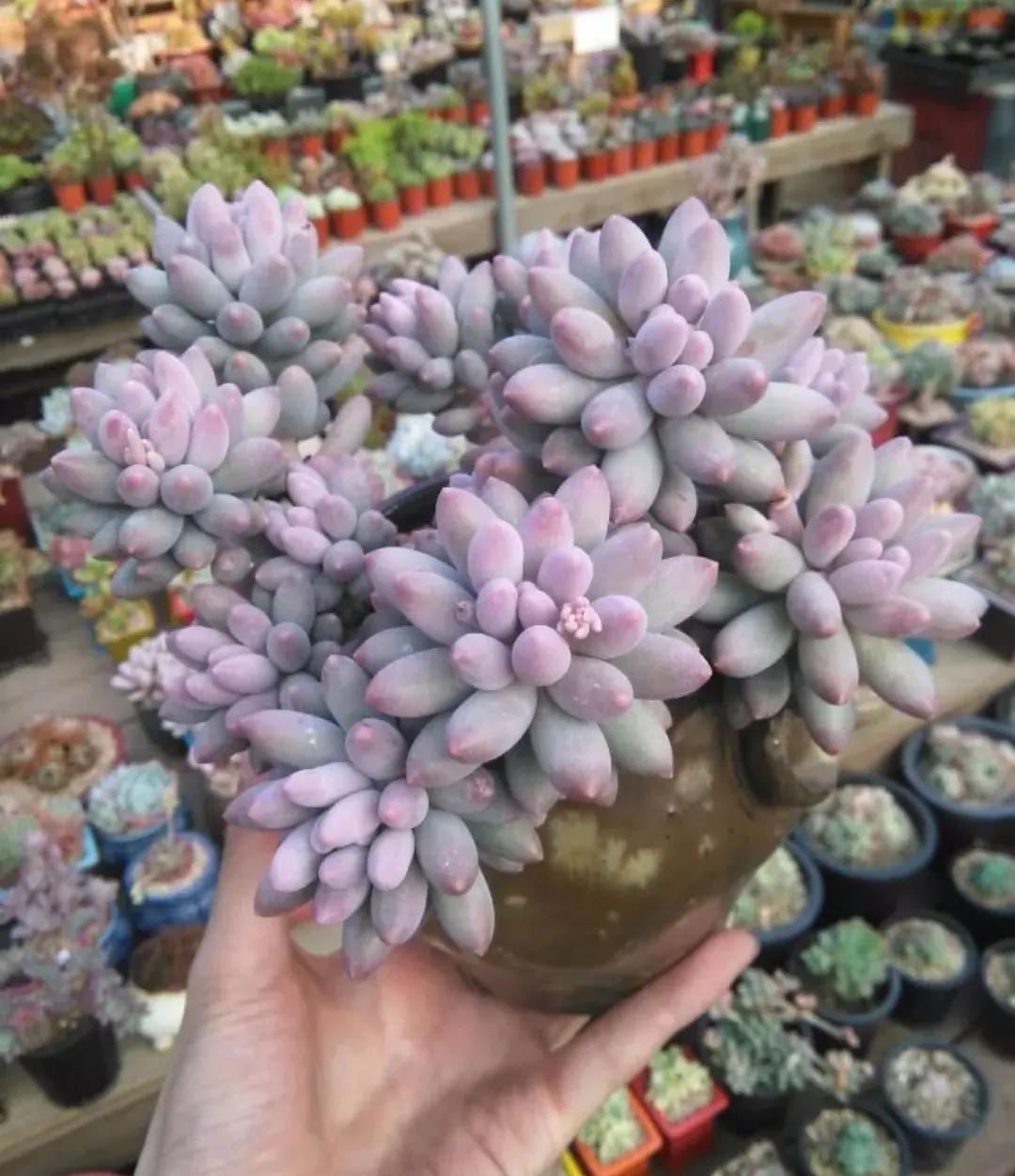 容易掉色的多肉,夏天怎样预防多肉腐黑