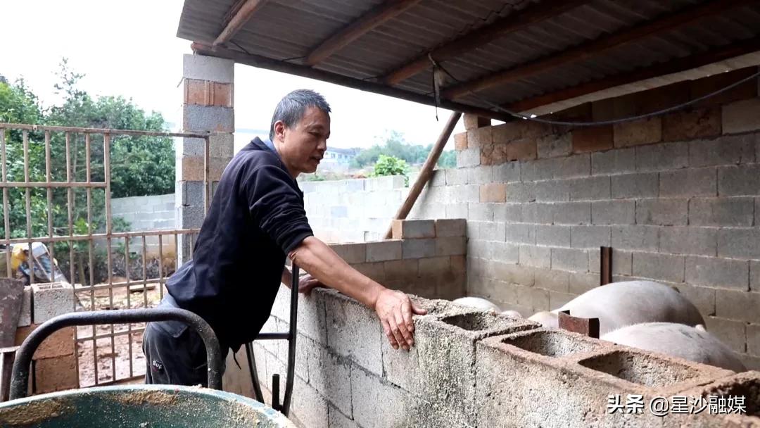 长沙家禽批发长沙市内送货上门,湖南家禽养殖基地出售