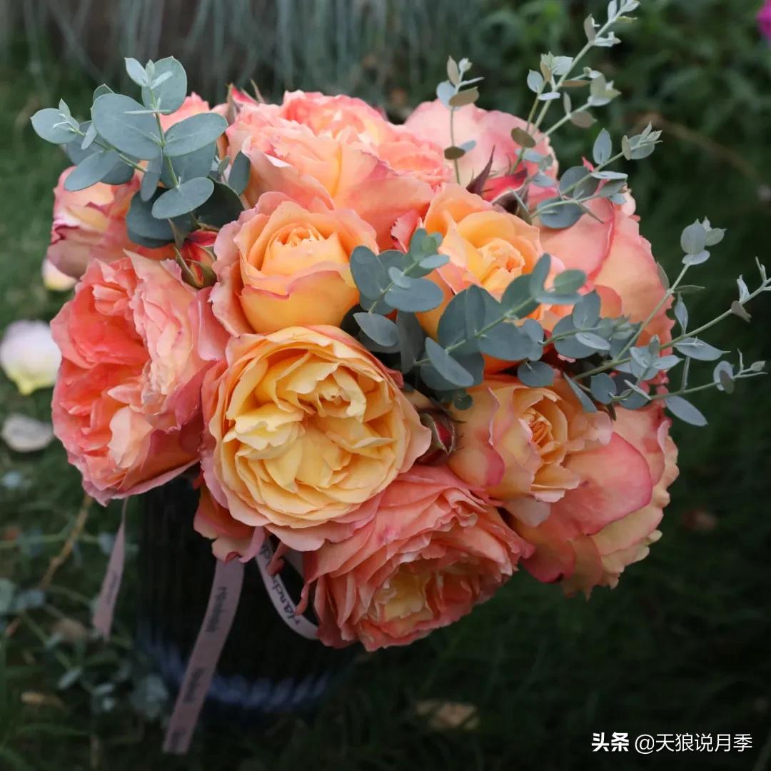 人家最美四月天，天狼自育终于打折了！15个品种供你宠信。