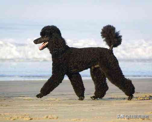 泰迪狗狗夏季如何降温,犬如何散热