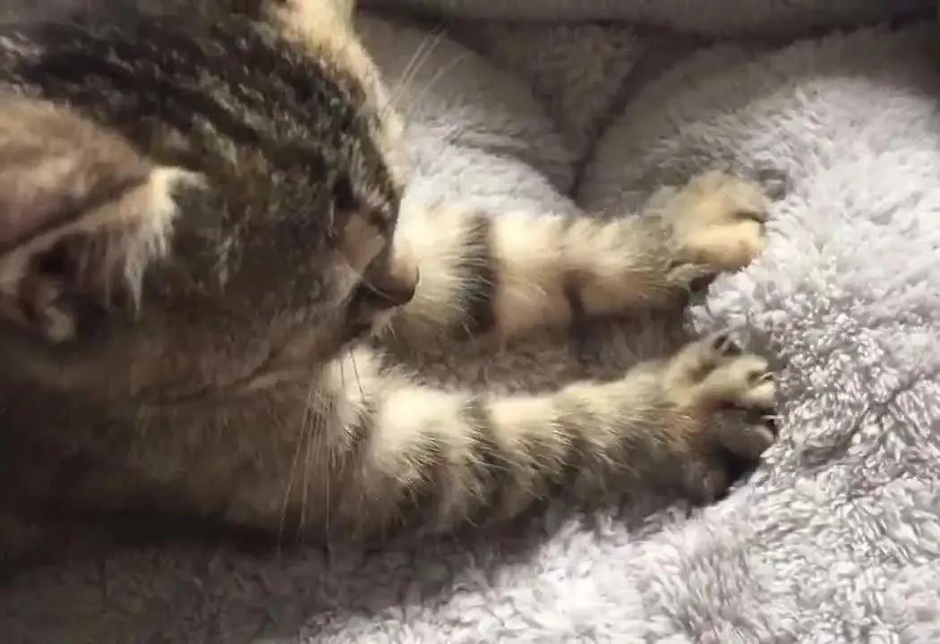 绝育了的公猫胆子小会跳窗吗,绝育的小公猫还叼小母猫怎么办