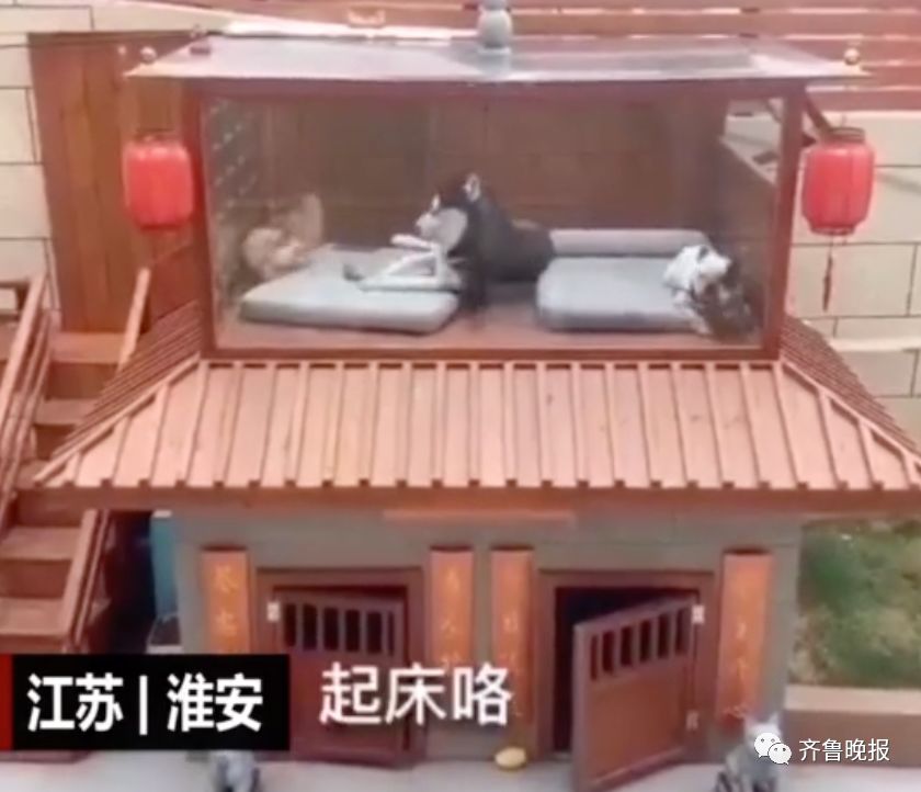 最壕狗窝！主人花3万5为爱宠造了个别墅，泳池和阳光房全都有