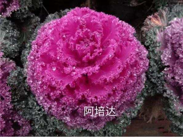 羽衣甘蓝开花图,好看的羽衣甘蓝