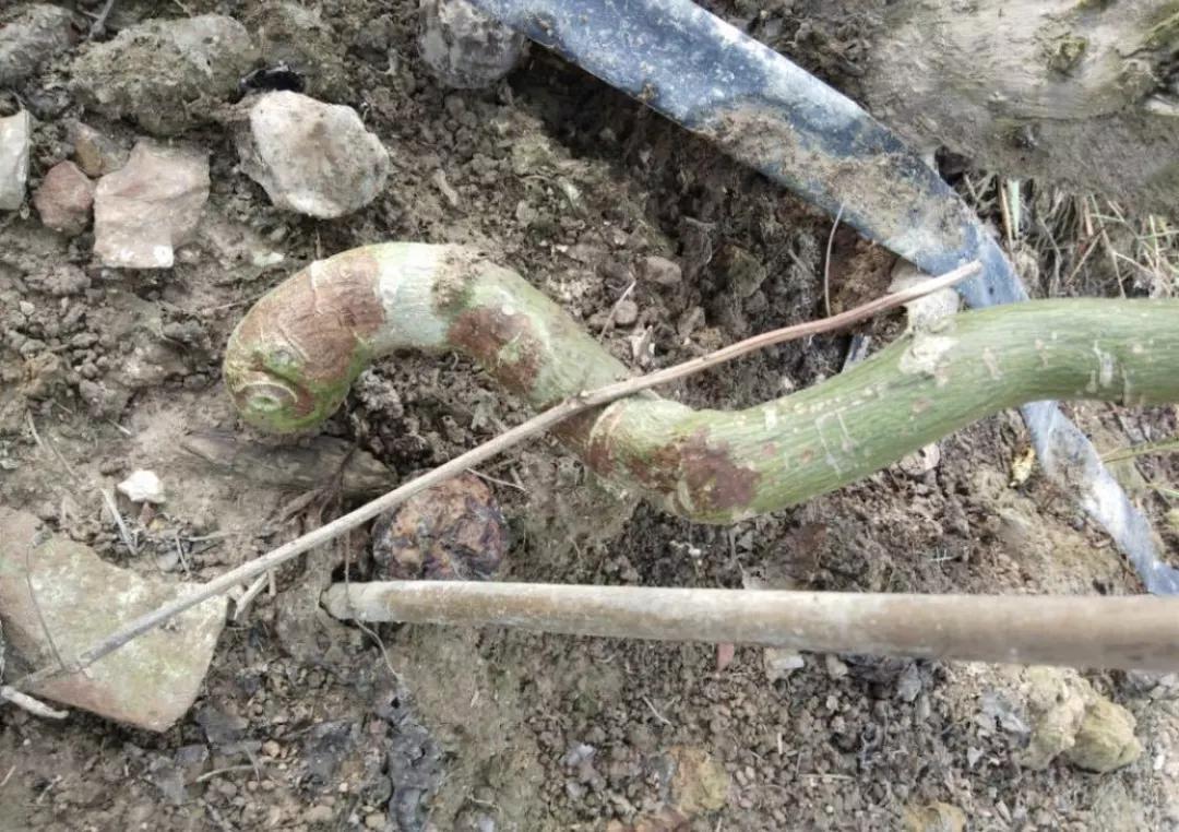 百香果基腐病喷多菌灵有效吗,台农百香果容易得茎基腐病吗