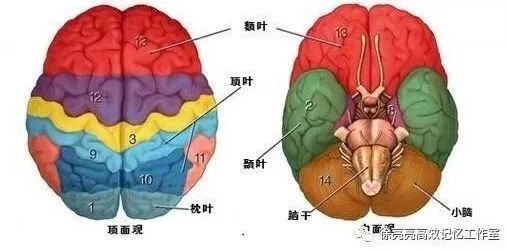 大脑皮层最新成果,神奇的大脑皮层图片