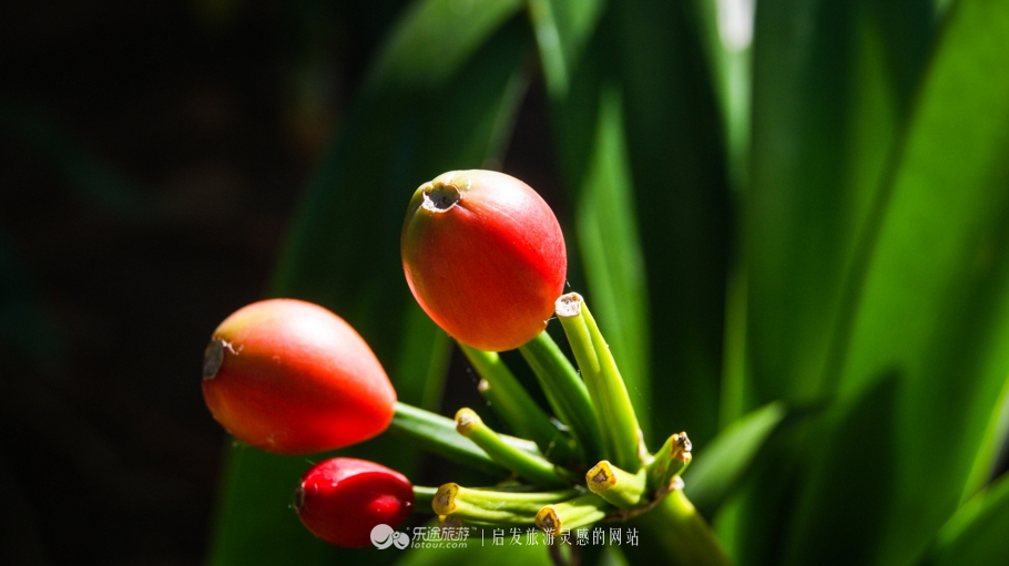 美国加州大学ucla录取条件,ucla加州大学洛杉矶分校女篮
